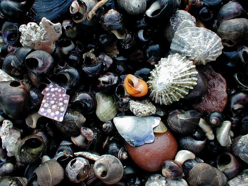 Stones and shells.JPG